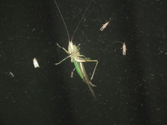 Conocephalus maculatus