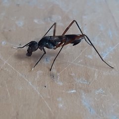 Taeniaptera trivittata