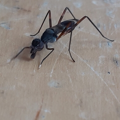 Taeniaptera trivittata