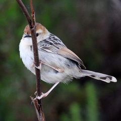 Cisticola tinniens