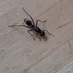Taeniaptera trivittata