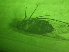 Cicadidae
