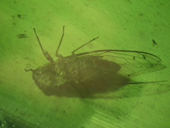 Cicadidae