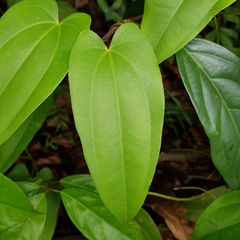 Dioscorea pyrifolia