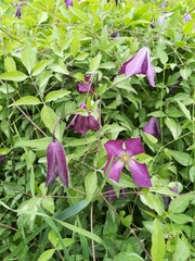 Clematis viticella