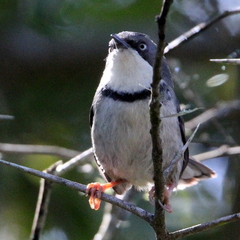 Apalis thoracica claudei