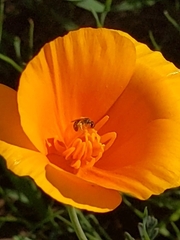 Lasioglossum sisymbrii