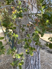 Quercus wislizeni