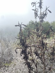 Diplacus aurantiacus