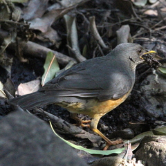Turdus olivaceus olivaceus