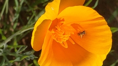 Lasioglossum sisymbrii