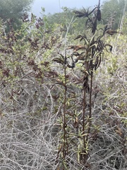 Diplacus aurantiacus