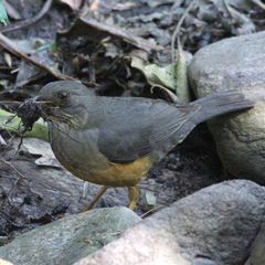 Turdus olivaceus olivaceus
