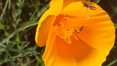 Lasioglossum sisymbrii