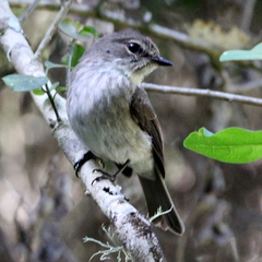 Muscicapa adusta adusta