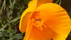 Lasioglossum sisymbrii