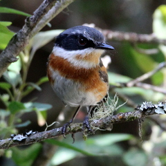 Batis capensis capensis