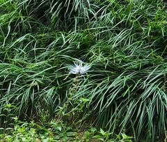 Orthosiphon aristatus
