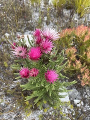 Phaenocoma prolifera