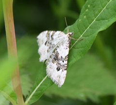 Xanthorhoe montanata