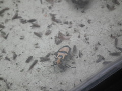 Chrysaeglia magnifica