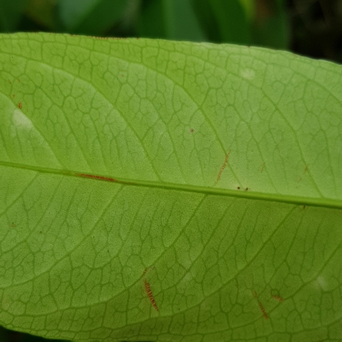 Image of Gynotroches axillaris by (c) pbsg, some rights reserved (CC BY)