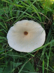 Macrolepiota mastoidea
