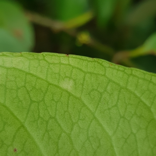 Image of Gynotroches axillaris by (c) pbsg, some rights reserved (CC BY)