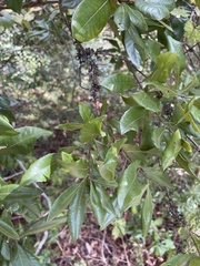 Morella caroliniensis