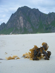 Saccharina latissima