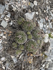Echinofossulocactus lamellosus
