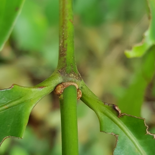 Image of Gynotroches axillaris by (c) pbsg, some rights reserved (CC BY)
