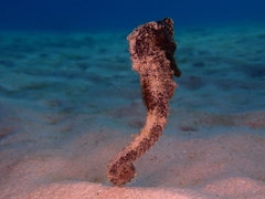 Hippocampus reidi