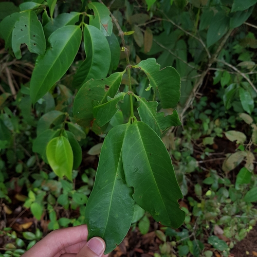 Image of Gynotroches axillaris by (c) pbsg, some rights reserved (CC BY)
