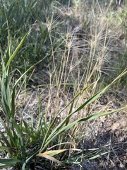 Elymus elymoides