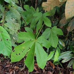 Sterculia macrophylla