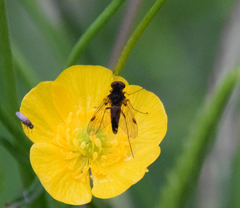 Chrysopilus cristatus
