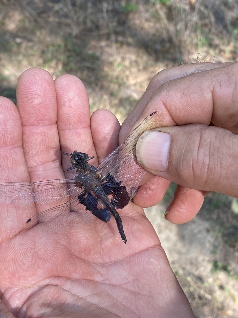 Black Saddlebags from River Legacy Park, Arlington, TX, US on October
