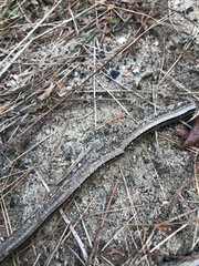 Ophisaurus attenuatus