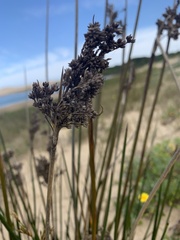 Juncus kraussii