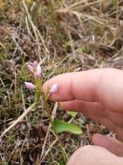 Galearis rotundifolia