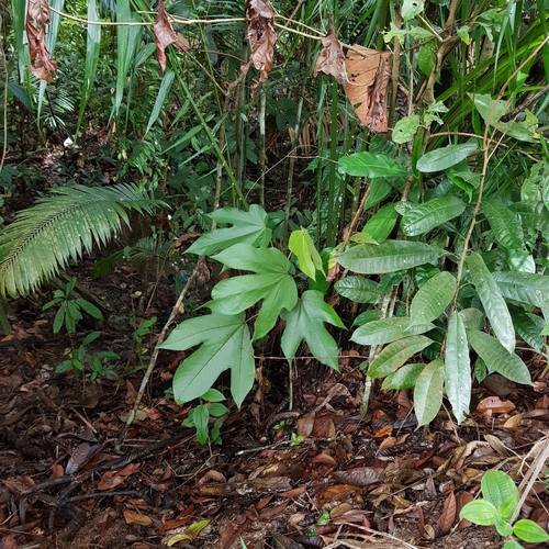 Image of Big-Leaf Sterculia (Sterculia macrophylla) by (c) pbsg, some rights reserved (CC BY)