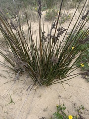 Juncus kraussii