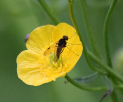 Chrysopilus cristatus