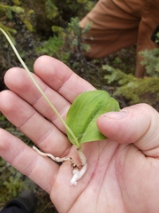 Galearis rotundifolia