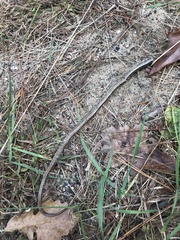 Ophisaurus attenuatus