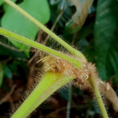 Sterculia macrophylla