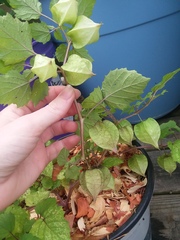 Physalis cordata