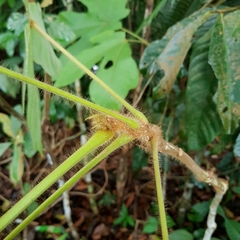 Sterculia macrophylla