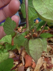 Physalis cordata
